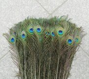 Pauwenveren  width=