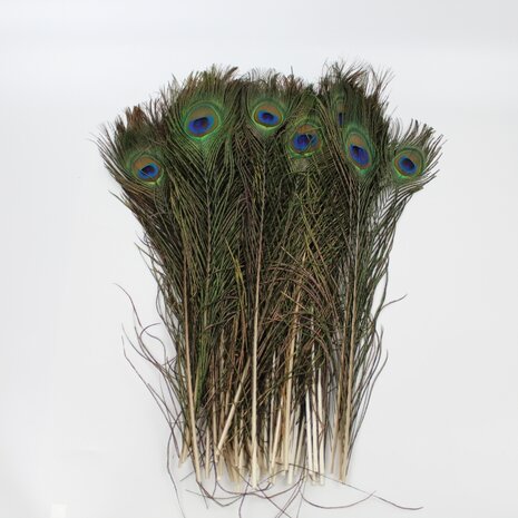 pauwenveren-40tot-45cm-foto3